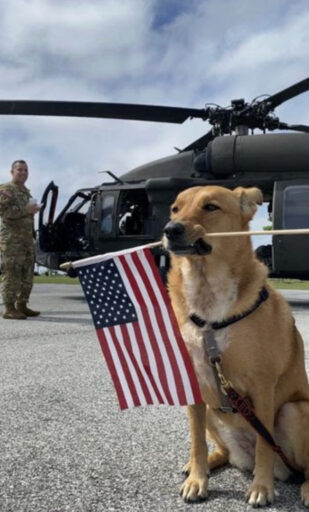 Cute Dog with American Flag